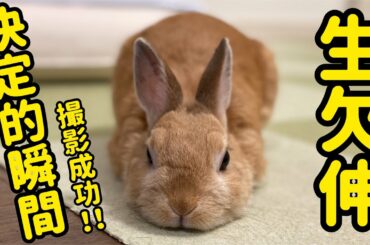【うさぎ】ぴょんきちの生あくび【かわいい】Cute rabbit yawn #15