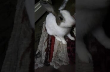 My Rabbit 🐰/ Bini   /  My cute Bini