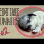 Bedtime Bunnies - Rabbit Relaxation Video #2