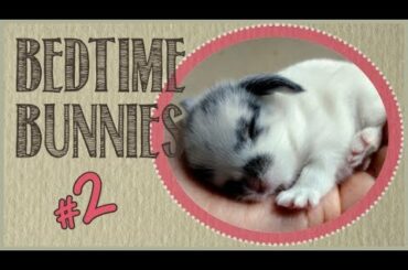 Bedtime Bunnies - Rabbit Relaxation Video #2