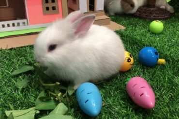 WHAT A NICE DAY WITH MY CUTE RABBITS-YOU CREATOR SA