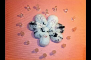 Cute bunnies cuddling in circle, playing cult