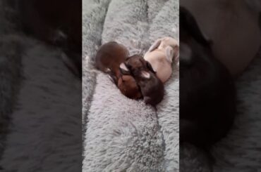 Baby Bunnies 5 days old. Runt vs fatties