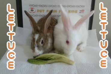 RABBİT EATS LETTUCE ASMR & RABBİT ROMEO AND JULİET