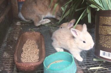 Little baby bunny 🐰 on the rescue..
