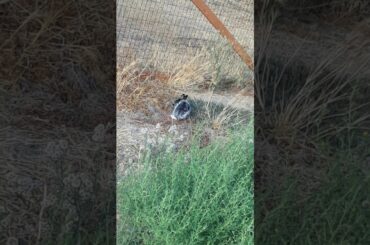 I SAW CUTE RABBIT WALKING TO SCHOOL!!!