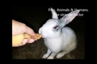 Bunny Rabbit running with biscuit