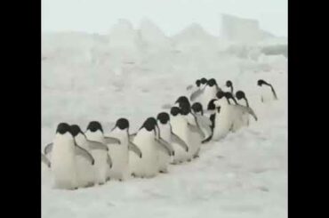 Cute baby animals Videos