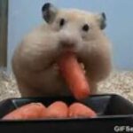 Funny Cute Rabbit Eating Carrots_2019_HD