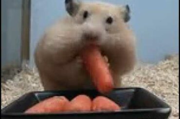 Funny Cute Rabbit Eating Carrots_2019_HD