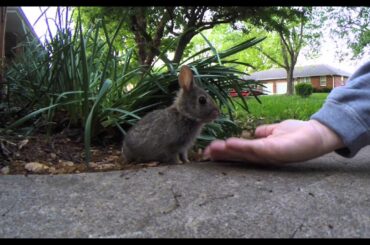 Hand feeding Wild Baby Bunny Rabbit