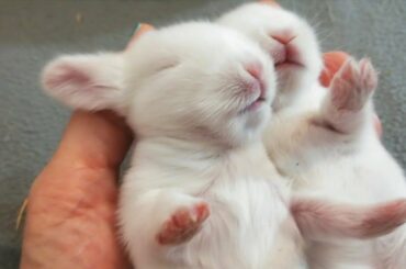 Mis CONEJITOS BEBES cumplen 10 días! Cute bunnies sleeping . 🐇🐰