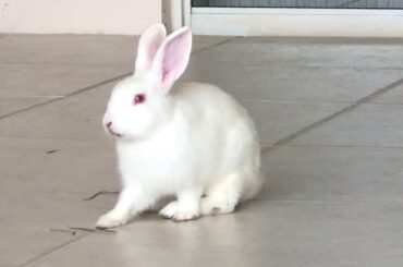 Bunnies are cute munchers