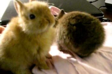 cute baby dwarf bunnies