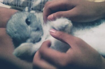 Cute bunny on a lap