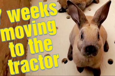 Raising Meat Rabbits | Weaning Baby Bunnies