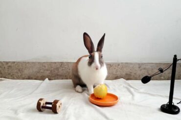 Cute Rabbit eating Apple 2 - ASMR Eating show - Videos for Kids - Видео для детей