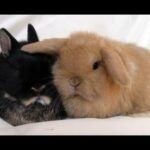 Hilarious and  Adorable Rabbits - Cutest Rabbits Compilation!