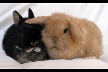 Hilarious and  Adorable Rabbits - Cutest Rabbits Compilation!