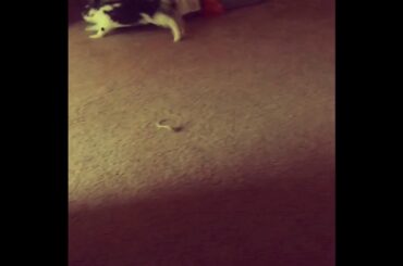 Bando The Rabbit Playing Sooo Cute