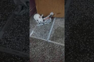 Cute rabbit play with newspaper