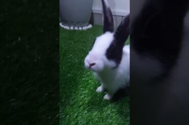 Baby bunny eating a rose petal 😍