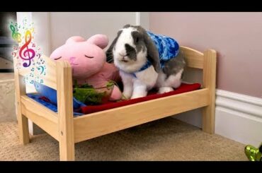 Bunny eats breakfast with Mozart | ASMR