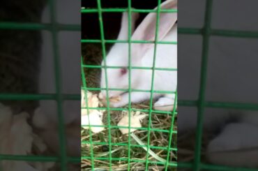 Wow cute rabbit...