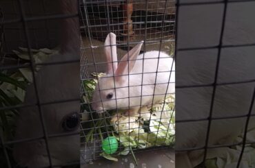 Pet rabbit eating veggies