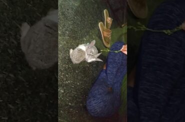 Cute little rabbits fighting for corrinder leaves.