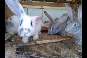 Cute baby bunnies – funny rabbits 3 weeks old