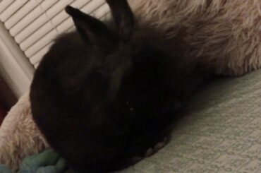 my cute rabbit! 🥺