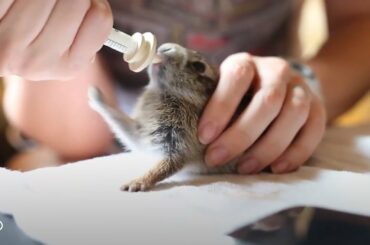 Baby Bunnies Too Cute To Even Exist