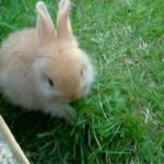 CUTE SMALL BABY RABBIT chewing dandelion VIRAL