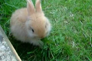 CUTE SMALL BABY RABBIT chewing dandelion VIRAL