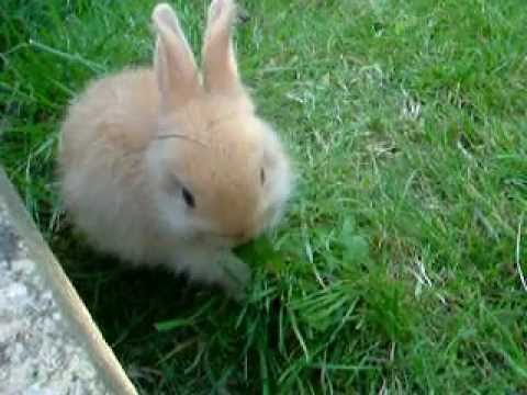 rabbit small baby