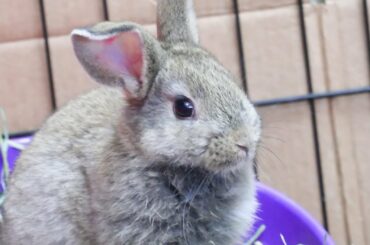 Baby bunnies learning to eat