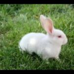 Funny White Rabbit Eating Grass. Cute Little Giant Bunny