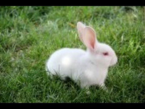 Funny White Rabbit Eating Grass. Cute Little Giant Bunny