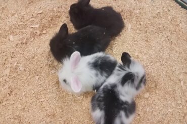 Pet Expo new super cute baby bunnies 1/7/18