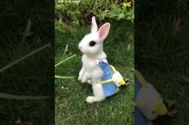 Cute rabbit whatsapp status