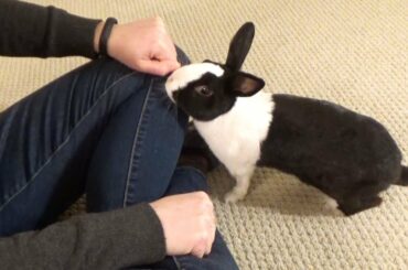 Rabbit chooses wrong hand