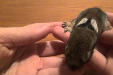 Cute Baby Bunny Rabbit Rescue