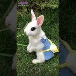 What app cute rabbit 🐰