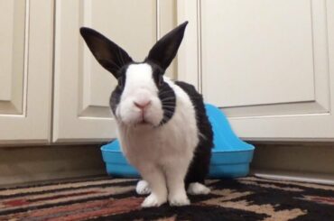 Is this Rabbit Really Peeing or Just Trying to get a Treat?