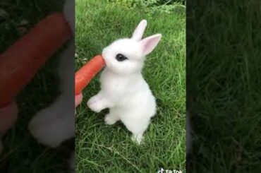 Cute rabbit