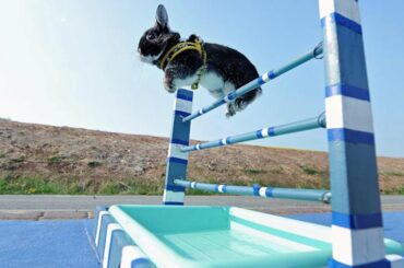 Rabbit Jumping Competition: Bunny Hop