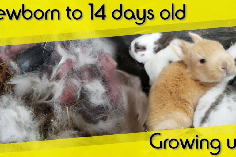 Newborn bady rabbits growing up to 14 days old