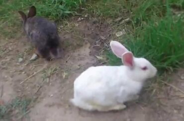 Cute rabbit - rabbit couple care videos