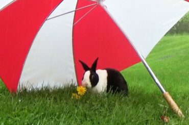 Rabbit eating in the rain ASMR